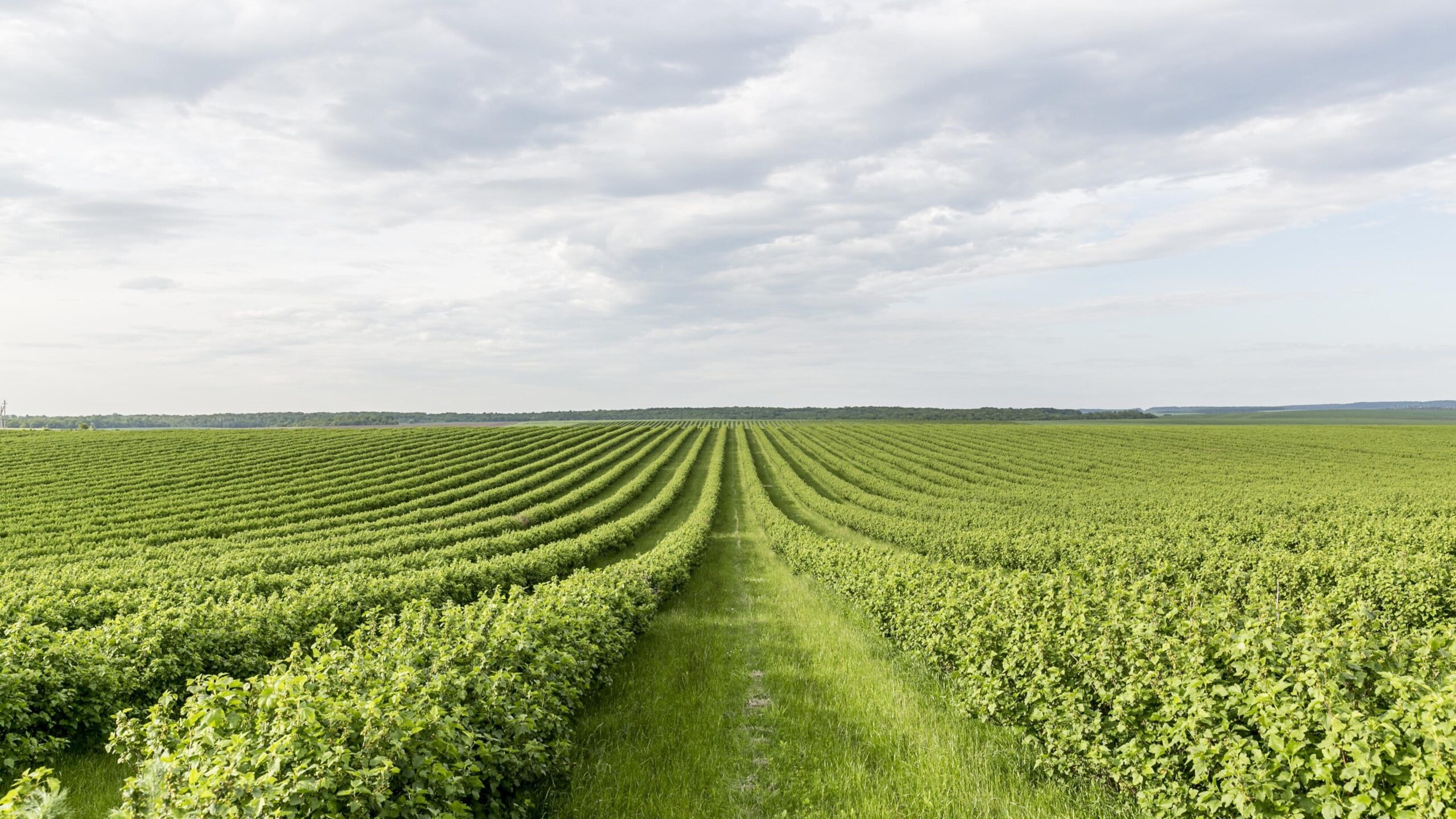 endress-sensores-agricultura|endress-sensores-agricultura